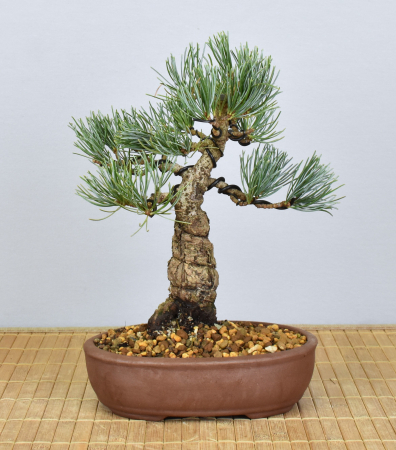 Bonsai Outdoor, Mädchenkiefer (Pinus pentaphylla 'glauca')